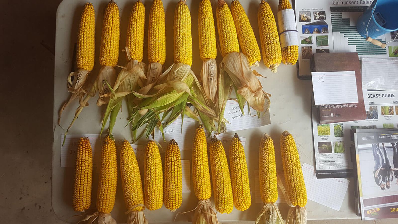 Truro Agromart corn surrounded by seed guies on table, photo signifies Truro Agromart news and events
